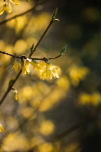 Forsythia, blossom, detail, Forsythia, blossom, detail,